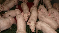 Белгородские свиноводы нарастили объёмы производства мяса почти на 6% в 2018 году