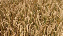 Земледельцы Борисовского района убрали 430 га ранних зерновых