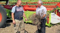 Борисовские аграрии убрали более 7600 га ранних зерновых культур