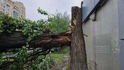Вячеслав Гладков: «Вчера по Белгородской области прошёлся сильный ураганный ветер»