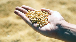 Растениеводы «Агро-Белогорье» закончили уборку сои и кукурузы