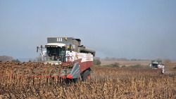 Земледельцы Борисовской зерновой компании приступили к уборке поздних зерновых культур