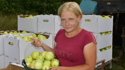 Работники «Борисовский сад плюс» приступили к сбору яблок ранних сортов