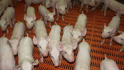 Животноводы Белгородской области увеличили производство свинины