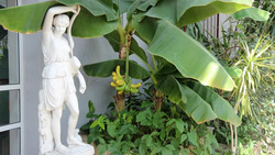 Бананы созрели в зимнем саду Белгородского госуниверситета