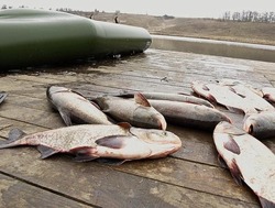 Борисовцы не смогут ловить рыбу до 10 июня
