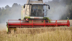 Земледельцы Борисовской зерновой компании намолотили более 4 тысяч тонн зерна