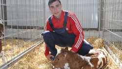 Борисовские фермы реализовали более 200 голов племенного скота