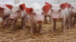 «Агро-Белогорье» нарастило производство свинины на четверть