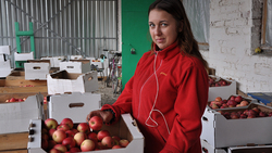 Коллектив компании «Борисовский сад плюс» практически закончил уборку яблок поздних сортов