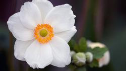Благотворительная акция «Белый цветок» пройдёт в Белгороде 15 сентября