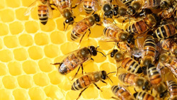 Пасечники Белгородской области получат компенсацию за гибель пчёл летом 2019 года