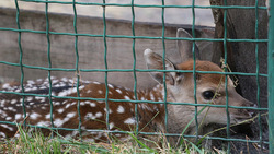 Детёныш пятнистого оленя появился в Белгородском зоопарке