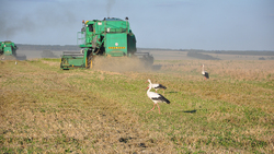 Зерновые компании «Агро-Белогорья» завершили сев пшеницы