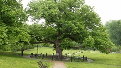 Белгородский дуб добрался до четвёртой позиции в голосовании на «Европейское дерево года»