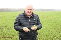 В надежде на урожай. Александр Подгородов рассказал о состоянии озимых культур