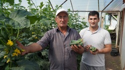 Семья Мхитарян из села Стригуны Борисовского района – о своём фермерском хозяйстве