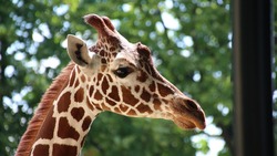 Прибывший в белгородский зоопарк жираф около месяца проведёт в закрытом вольере