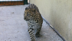 Белгородцы увидят молодую самку леопарда в зоопарке