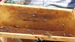Убыток белгородских пасечников из‑за гибели пчёл составил 14 млн рублей