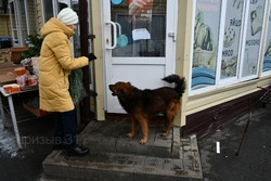 Бродячие собаки встречаются не только на окраинах населённых пунктов, но и там, где многолюдно 