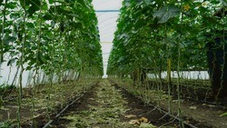 Борисовские фермеры-овощеводы воспользовались грантовой поддержкой на развитие бизнеса 