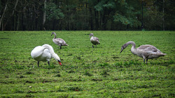 Парк птиц появится возле белгородского аквапарка «Лазурный»