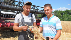 Земледельцы Борисовской зерновой компании приступили к уборке зерновых