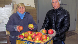 Работники компании «Борисовский сад» в ближайшее время завершат уборку урожая плодовых