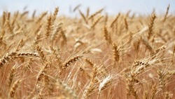 Борисовский район стал лидером по количеству обмолоченных зерновых