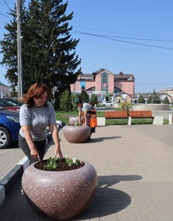 Более 25 тысяч саженцев петунии украсят посёлок  Борисовка