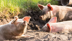 «Агро-Белогорье» увеличило производство свинины на 16 тысяч тонн.