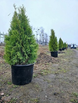 Борисовские коммунальщики высадили 60 туй смарагд 