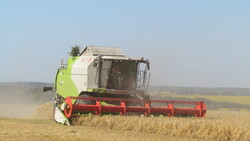 Борисовские аграрии завершили уборку ранних зерновых