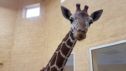 Жираф Сафари из белгородского зоопарка умер от язвы желудка