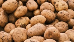 Сельхозпроизводители завершили посадку картофеля в Белгородской области