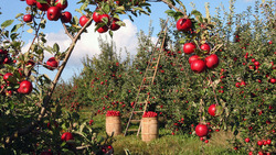 Группа компаний «Агро-Белогорье» завершила сбор урожая яблок