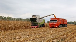 Зерновые компании ГК «Агро-Белогорье» возобновили уборку кукурузы и подсолнечника на полях