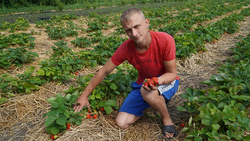 Фермер из Борисовского района: «К 2024 году объём выращенной земляники достигнет 30 тонн»