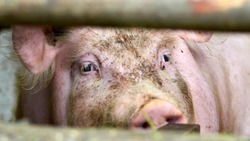 178 животных погибли при обстреле свинокомплекса в селе Цаповка