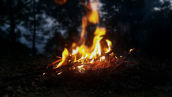 Пожароопасный сезон установили в лесах Борисовского района