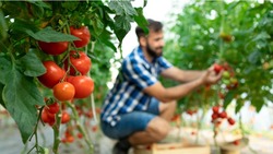 Урожай овощей в Белгородской области в этом году оказался рекордным