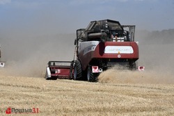 Валовый сбор зерна в Белгородской области вырастет в 2025 году