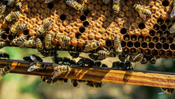 Специалисты выяснили причину гибели пчёл в регионе