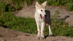 Полярная волчица и самец носухи стали новыми постояльцами Белгородского зоопарка