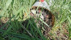 Вячеслав Гладков: в белгородском приграничье сапёры разминировали порядка 2 тыс. гектаров 