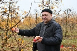 Объёмы меньше, а спрос больше: в «Борисовском саду плюс» завершается сбор поздних сортов яблок