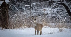 Зимний маршрутный учёт диких животных стартует в Белгородской области с 15 января