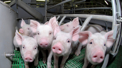 «Борисовский свинокомплекс» начал отгрузку свинины