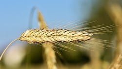 Специалисты выявили около 142 тысяч тонн производственной пшеницы из 1188